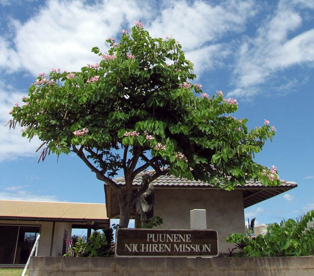Habit Bauhinia monandra (Napoleon's plume); habit. Kahului, Maui, Hawaii, USA. August 2009.
