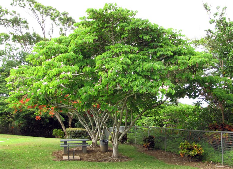 Habit Bauhinia monandra (Napoleon's plume); habit, flowering and seeding tree. Paani Mai Park Hana, Maui, Hawaii, USA. June 2009.