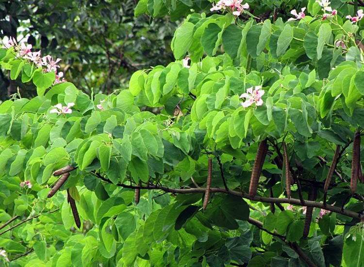 Leaves Bauhinia monandra (Napoleon's plume); leaves, seedpods and flowers. Paani Mai Park Hana, Maui, Hawaii, USA. June 2009.
