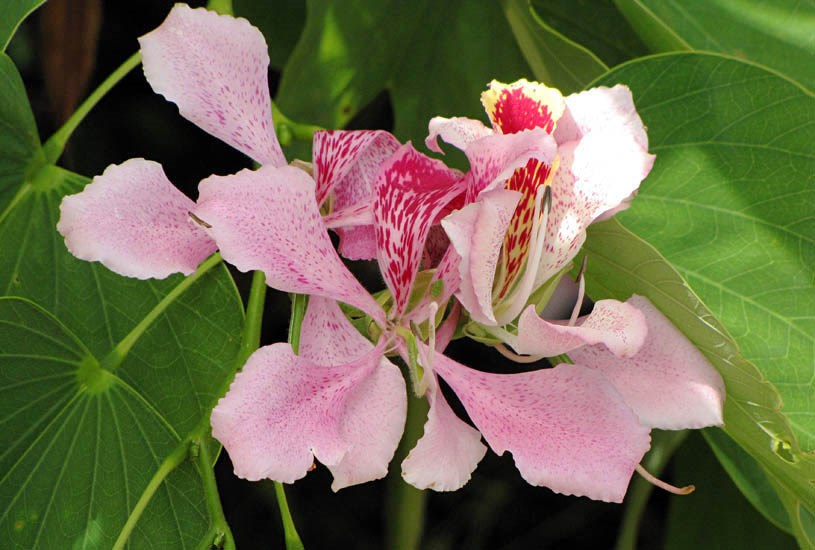 FlowerS Bauhinia monandra (Napoleon's plume); close view of flowers. Launiupoko, Maui, Hawaii, USA. July 2009.
