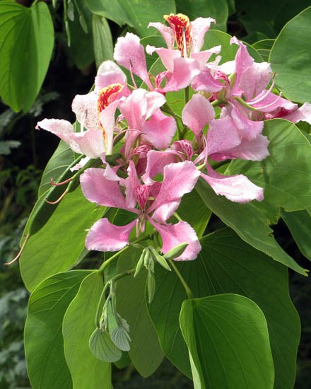 Flowers Bauhinia monandra (Napoleon's plume); flowers and foliage. Launiupoko, Maui, Hawaii, USA. July 2009.