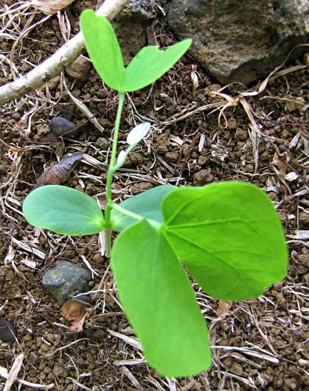 Seedling Bauhinia monandra (Napoleon's plume); seedling. Paani Mai Park Hana, Maui, Hawaii, USA. June 2009.
