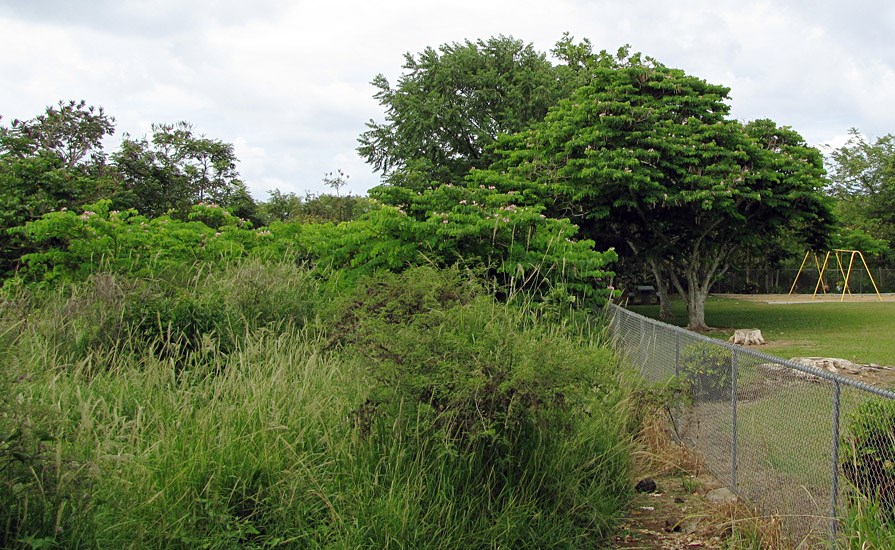 Habit Bauhinia monandra (Napoleon's plume); habit. Cultivated trees in park, with naturalized trees jumping the fence. Paani Mai Park Hana, Maui, Hawaii, USA. June 2009.