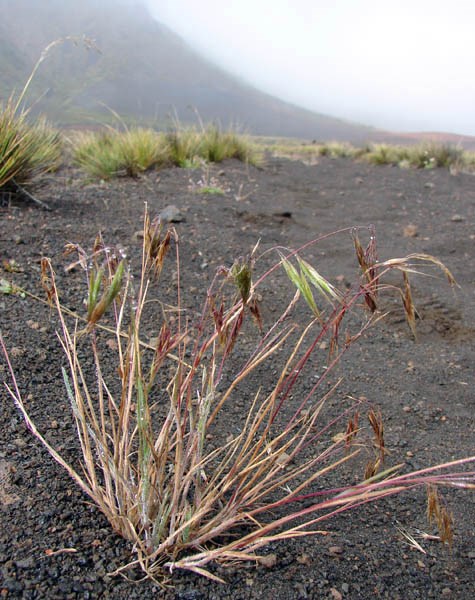 Habit Bromus tectorum (downy brome, cheatgrass); habit. Sliding Sands Haleakala National Park, Maui, Hawaii, USA. October 2007.