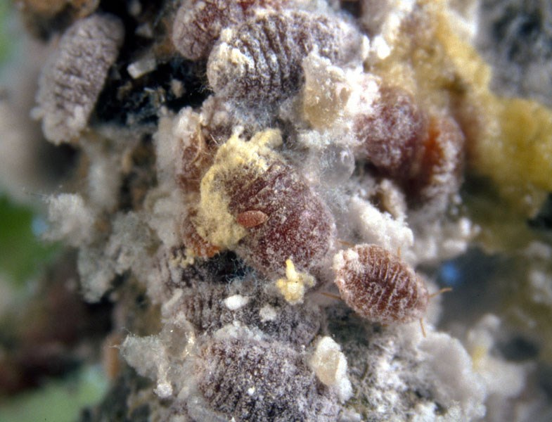 Females Maconellicoccus hirsutus (pink hibiscus mealybug); adult females. Laboratory specimens. USA