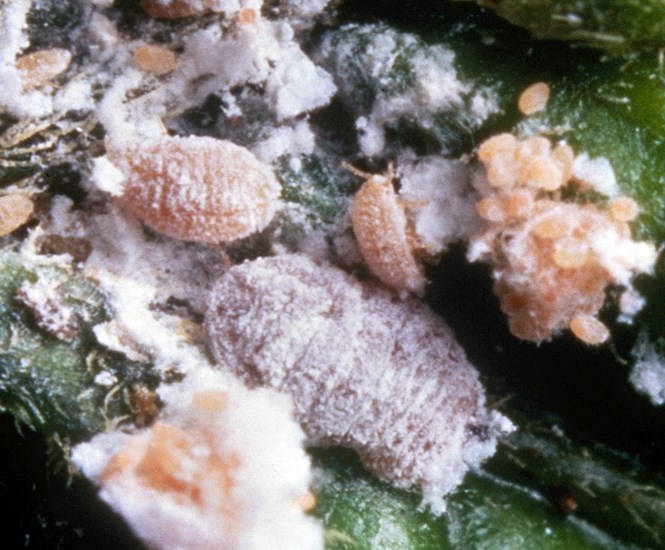 Field infestation Maconellicoccus hirsutus (pink hibiscus mealybug); adult females in a field infestation. USA