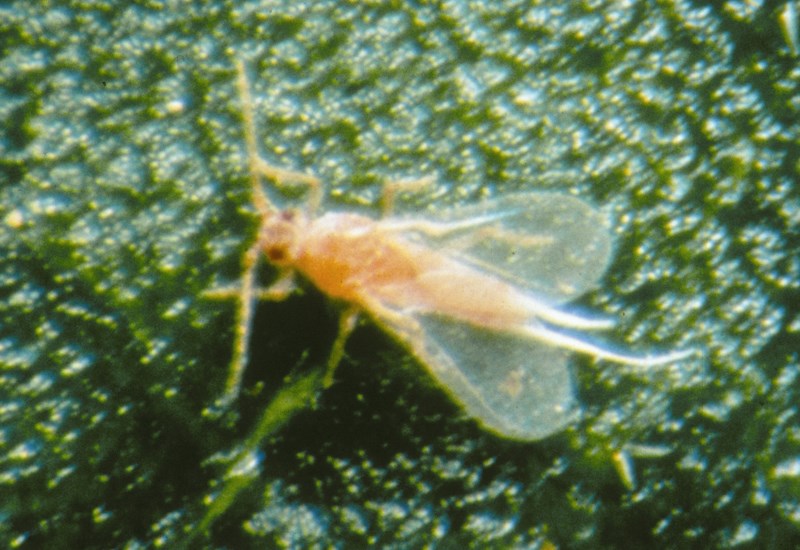Male Maconellicoccus hirsutus (pink hibiscus mealybug); adult male, in a field infestation. USA.