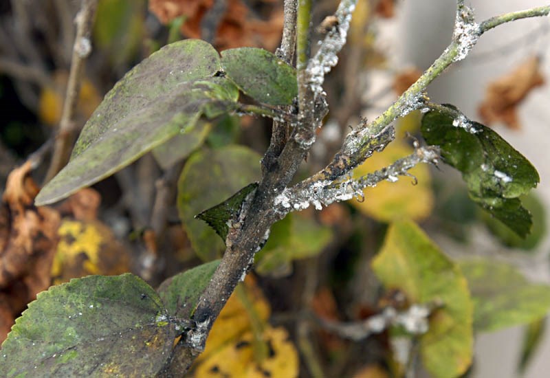 Field infestation Maconellicoccus hirsutus (pink hibiscus mealybug); field infestation. USA.