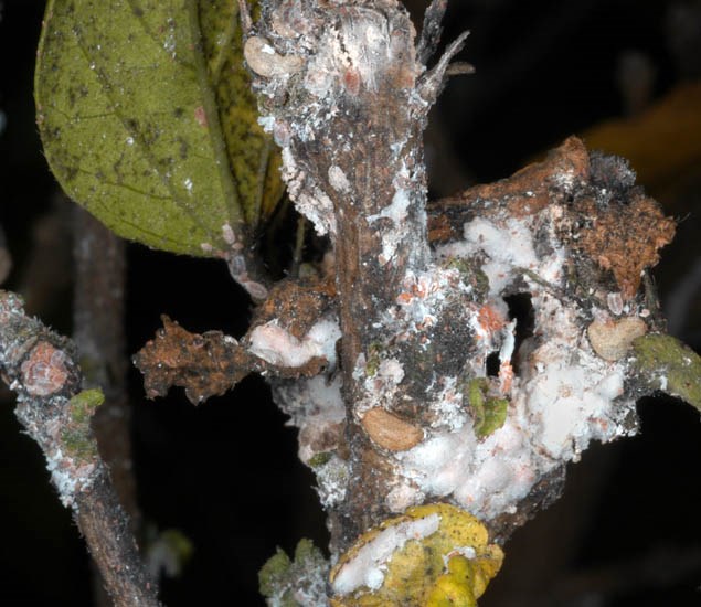 Infestation Maconellicoccus hirsutus (pink hibiscus mealybug); infestation, in laboratory. USA.