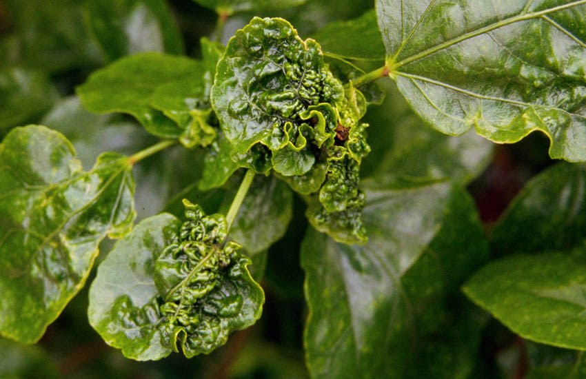 Damage Maconellicoccus hirsutus (pink hibiscus mealybug); foliar damage, from a field infestation. USA.