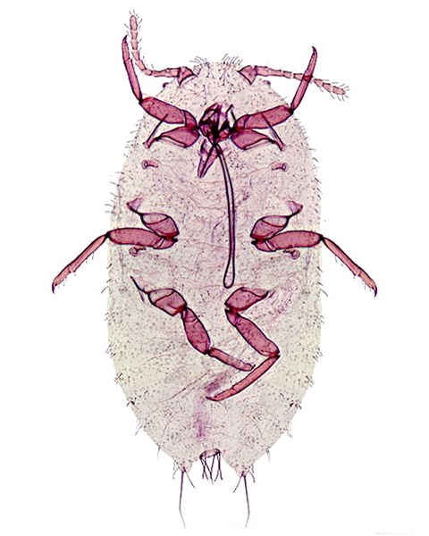 Female Maconellicoccus hirsutus (pink hibiscus mealybug); adult female, ventral view. Slide mounted specimen.