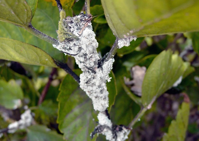Field infestation Maconellicoccus hirsutus (pink hibiscus mealybug); field infestation on Hibiscus spp. USA.