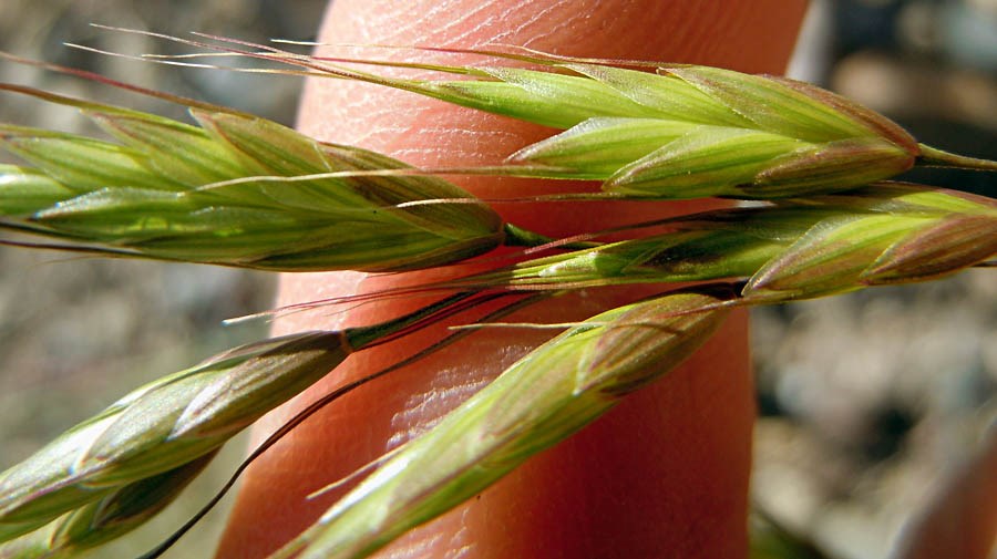 Spikelets Bromus japonicus (Japanese brome); close view of spikelets. ca.10km north of the Idaho National Labarotory. Idaho, USA. June 2010.