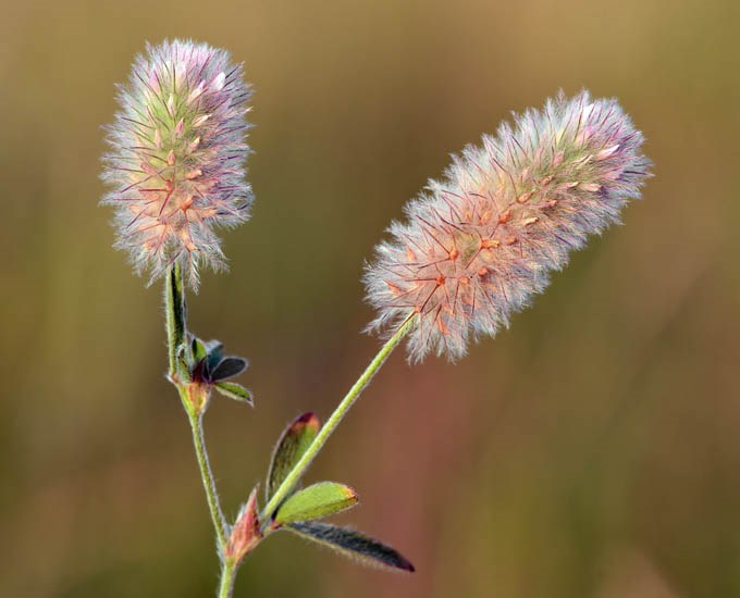 Flowers Trifolium angustifolium (narrow-leaf clover); flowers and leaves. Keila, Estonia. August 2013.