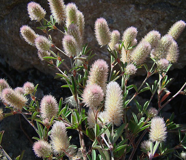 Habit Trifolium angustifolium (narrow-leaf clover); habit, showing flowers and leaves.