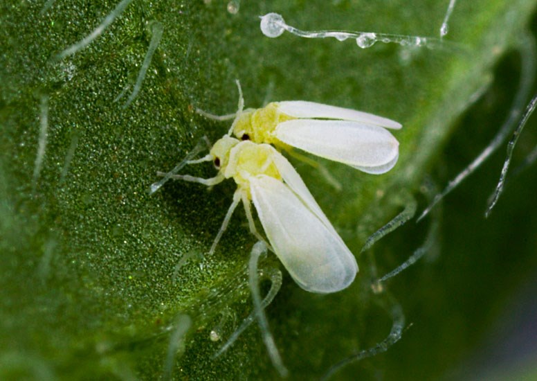 Adults Bemisia tabaci (MED) (silverleaf whitefly); two adults on a watermelon leaf.