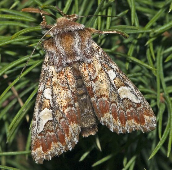 Adult Panolis flammea (pine beauty moth); adult, at light. Dresden, Saxony, Germany. April 2006.