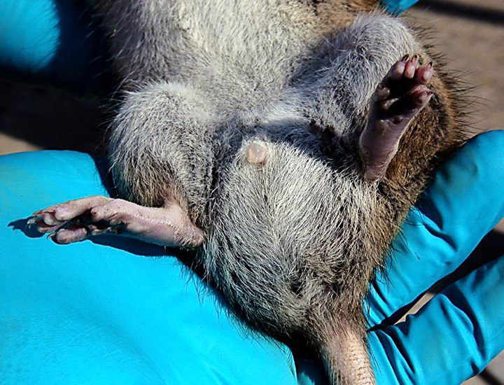 Male Rattus norvegicus (brown rat); male, showing genital area.