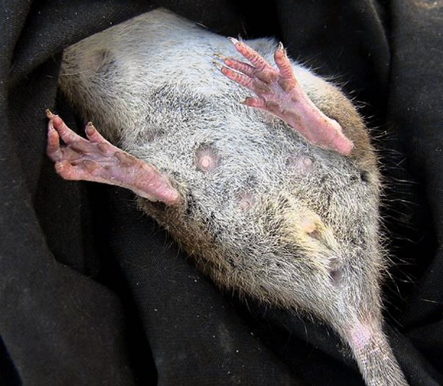 Female Rattus norvegicus (brown rat); female, showing teats and genital area.