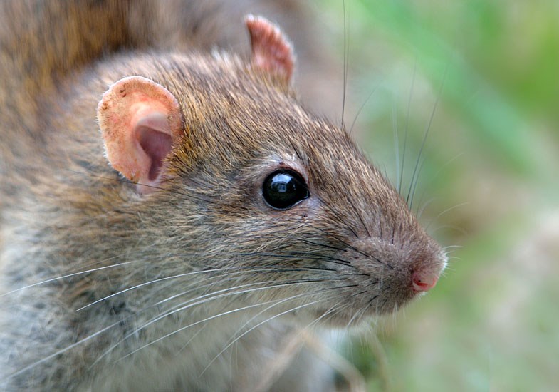 Adult Rattus norvegicus (brown rat); adult, close view of facial area. Belle-Île-en-mer, Morbihan, France.