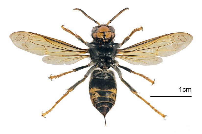 Adult Vespa velutina (Yellow-legged or Asian hornet); ventral view. Museum set specimen, originally from Jardin des Plantes, Toulouse, France. June 2013.