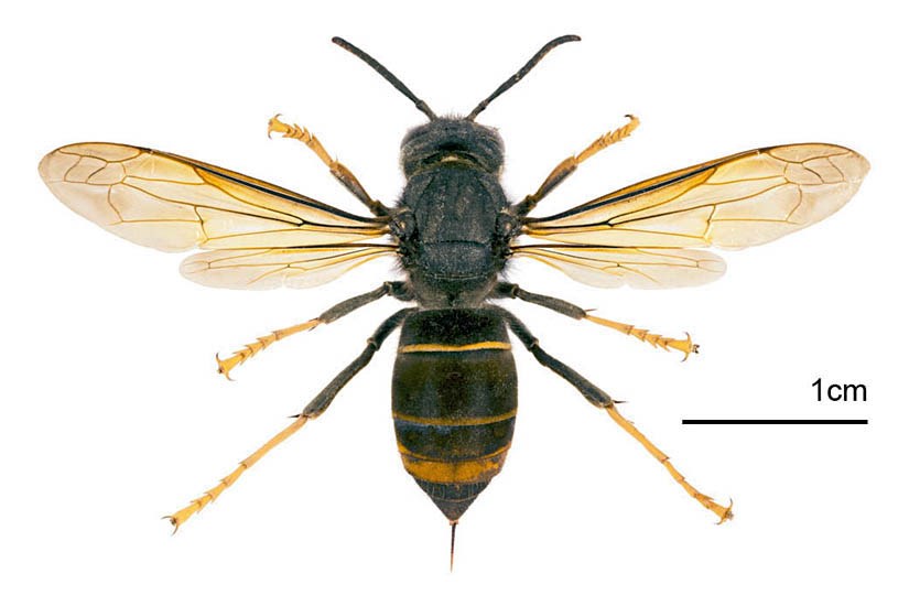 Adult Vespa velutina (Yellow-legged or Asian hornet); dorsal view. Museum set specimen, originally from Jardin des Plantes, Toulouse, France. June 2013.