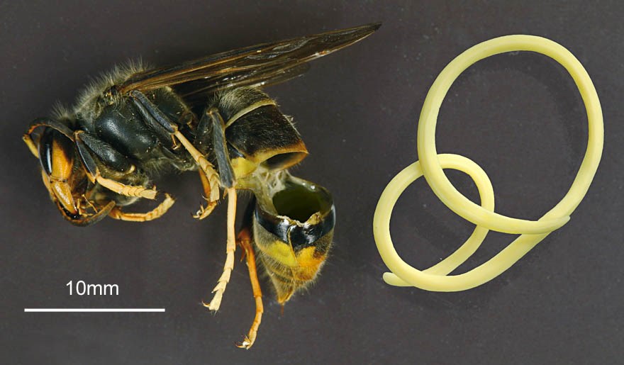 Natural enemy Vespa velutina (yellow-legged or Asian hornet); natural enemy. A montage image (not to scale) of a parasitic Mermithid nematode (probably Pheromermis vasparum) and its host, Vespa velutina. (From the paper: (2015). "Can parasites halt the invader? Mermithid nematodes parasitizing the yellow-legged Asian hornet in France". PeerJ 3: e947. DOI:10.7717/peerj.947. ISSN 2167-8359)
