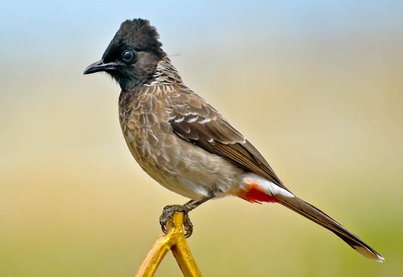 Adult Pycnonotus cafer (red-vented bulbul); adult male. Perched on gate. Tirunelveli, Tamil Nadu, India. October 2012.