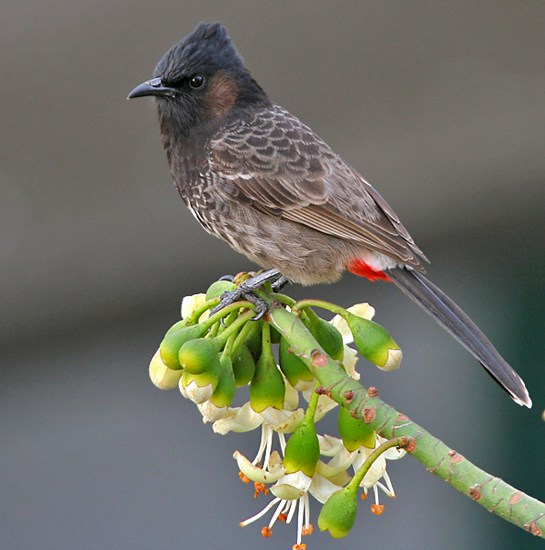 Adult Pycnonotus cafer (red-vented bulbul); feeding at kapok flowers (Ceiba pentandra). Kolkata, West Bengal, India. February 2007.