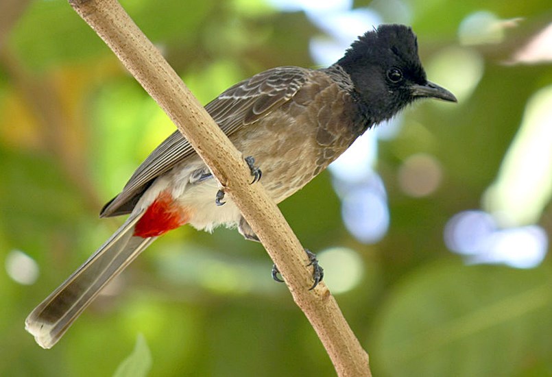 Adult Pycnonotus cafer (red-vented Bulbul). adult. Padiyathalawa, Ampara district, Sri Lanka. May 2011.