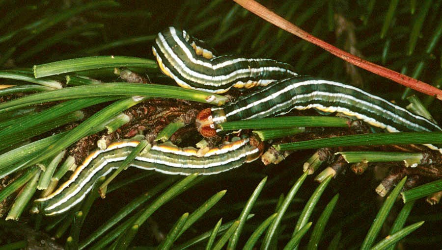 Larvae Panolis flammea (pine beauty moth); 5th instar larvae on Scots pine (Pinus sylvestris).