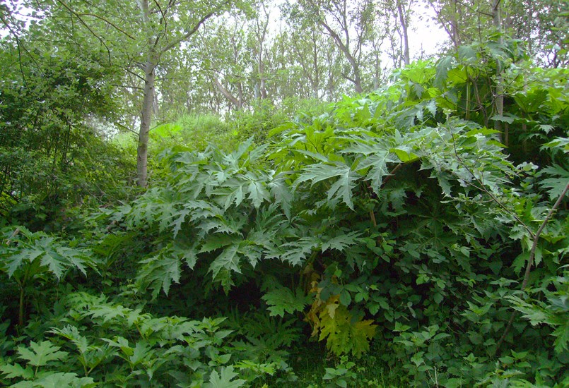 Habit Heracleum mantegazzianum (giant hogweed); habit, showing developing leaves. In leeward coastal dune vegetation, showing its vegetative habit before inflorescences emerge. Nr Den Hague, Netherlands. May 2016.