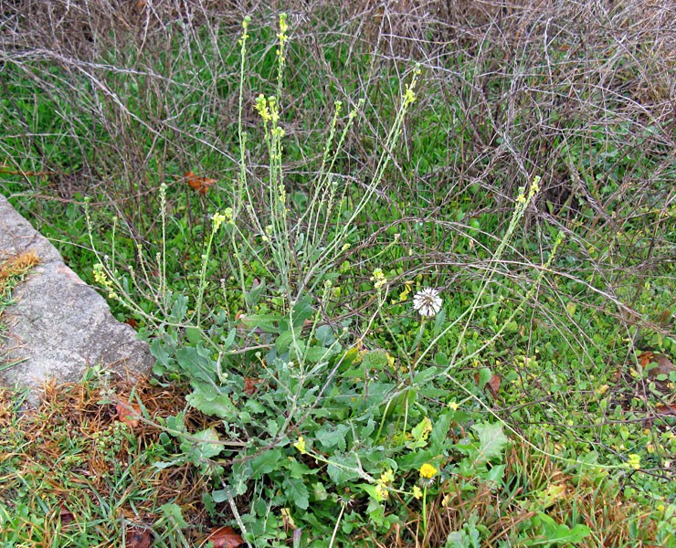 Habit Hirschfeldia incana (shortpod mustard); habit. Australia. May 2014.