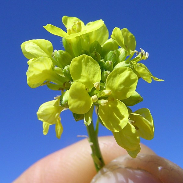 Flowers Hirschfeldia incana (shortpod mustard); flowers. Australia. July 2014.