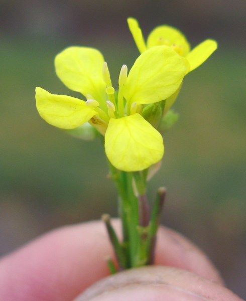 Flowers Hirschfeldia incana (shortpod mustard); close-up of flowers. Australia. May 2014.