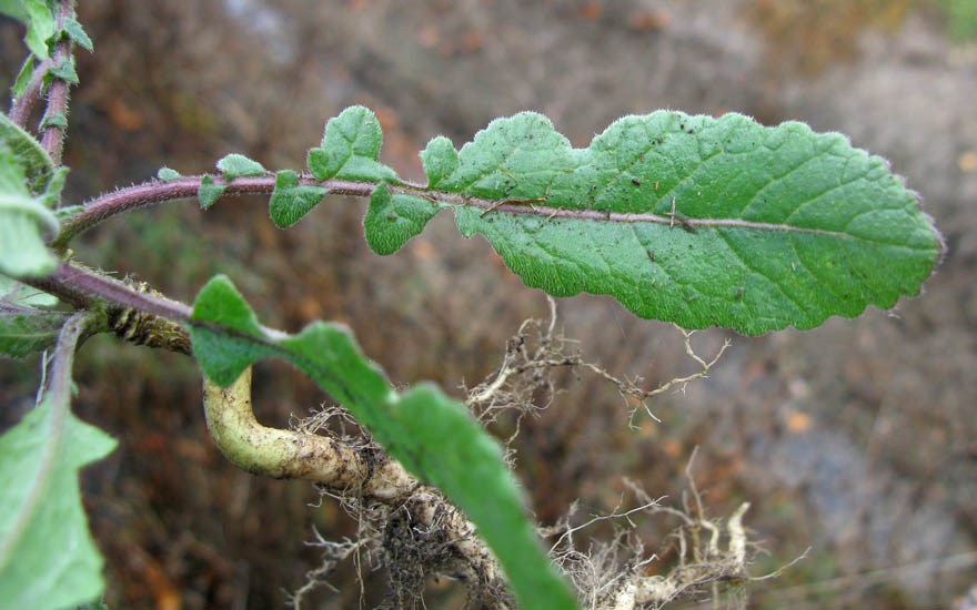 Habit Hirschfeldia incana (shortpod mustard); habit. Uprooted plant, showing upper surface of leaf. Australia. May 2014.