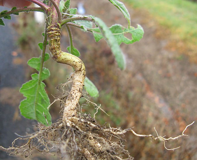 Habit Hirschfeldia incana (shortpod mustard); habit. Uprooted plant, showing root system. Australia. May 2014.