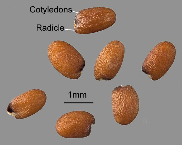 Seeds Hirschfeldia incana (shortpod mustard); seeds. A groove, delineating the position of the radicle, is barely visible on some seeds. USA.