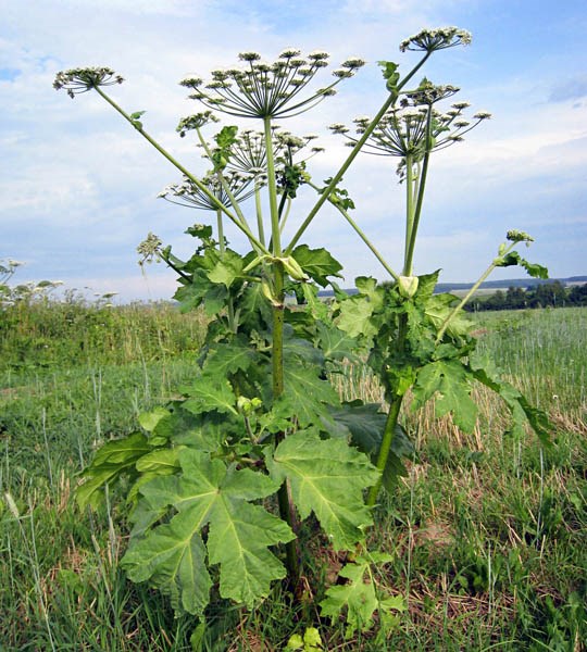 Habit Heracleum sosnowskyi (Sosnowskyi's hogweed); habit. Shkmeri, Georgia. July 2009.