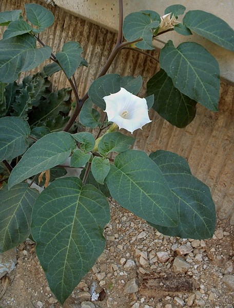 Flowering habit Datura innoxia (downy thorn apple); flowering habit. Tel Aviv University train station, Tel Aviv, Israel. January 2002.
