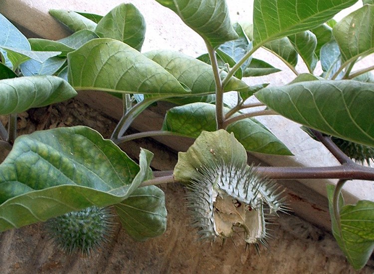 Fruiting habit Datura innoxia (downy thorn apple); fruiting habit, with split seedpod. Tel Aviv University train station, Tel Aviv, Israel. December 2005.