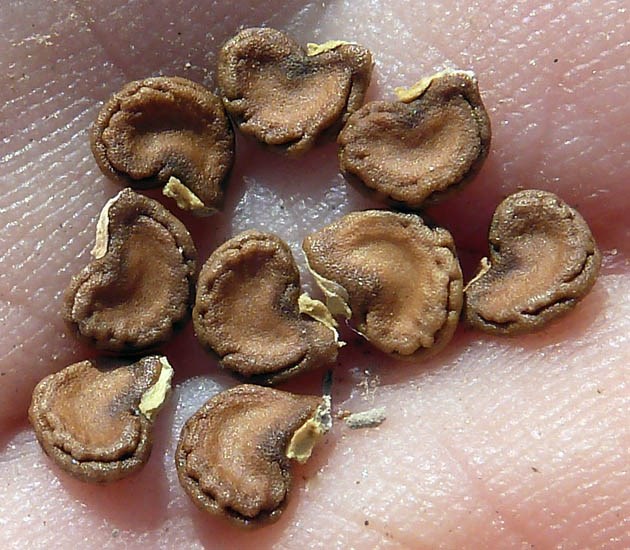Seeds Datura innoxia (downy thorn apple); seeds. Rambla del Charco, Águilas, Murcia, Spain. August 2011.
