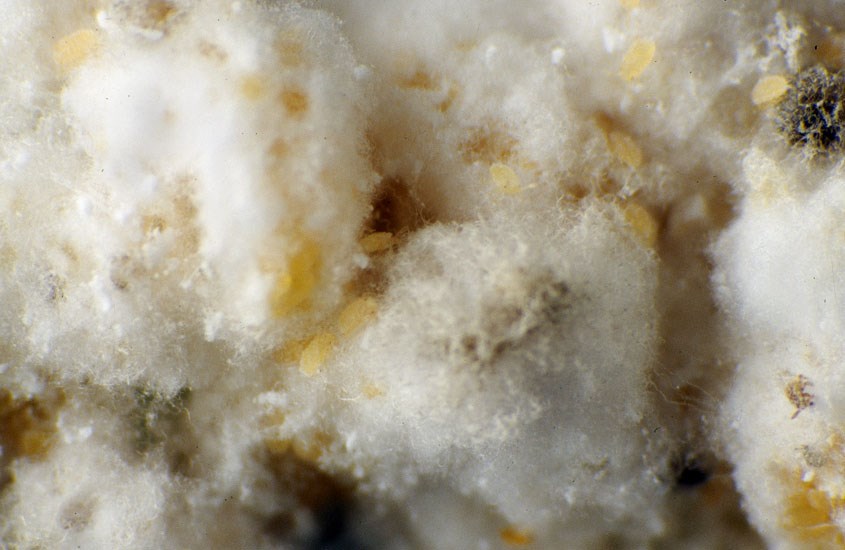 Infestation Paracoccus marginatus (papaya mealybug); infestation.