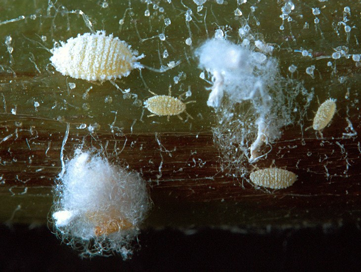 Adults Paracoccus marginatus (papaya mealybug); adults. Several female papaya mealybugs (1/16 to 1/8 inch long) and two web masses on a stem of a red potato sprout.