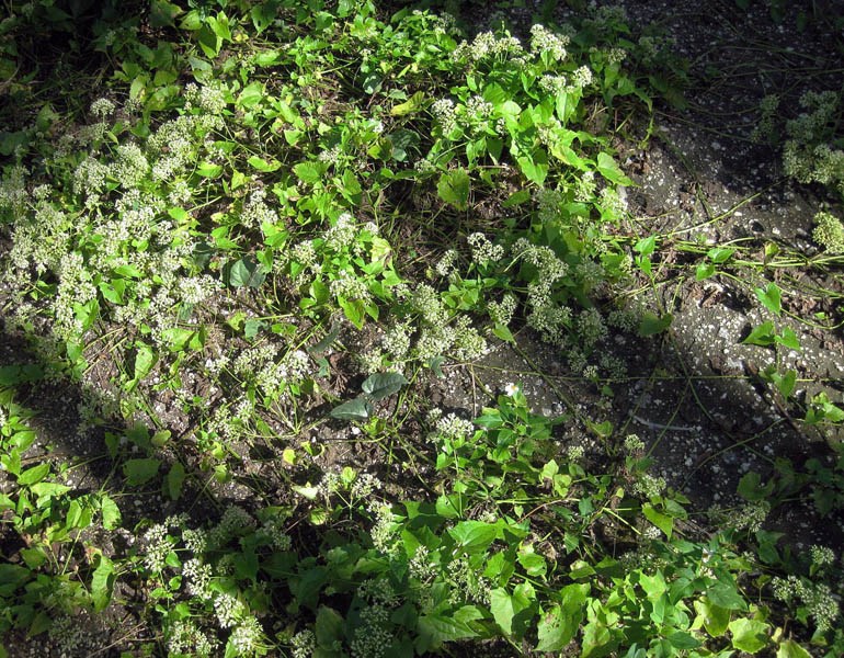 Habit Mikania micrantha (bitter vine); habit, showing rampant growth inside and outside of a shade house. Homestead, Florida, USA. December 2010.
