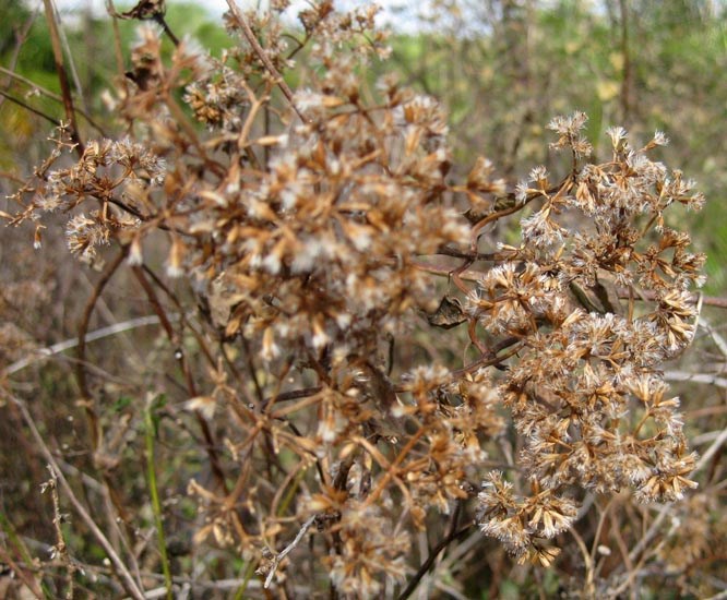 Habit, seeding Mikania micrantha (bitter vine); habit, bursting into seed early in winter at an abandoned nursery. Homestead, Florida, USA. December 2010.