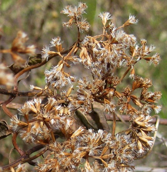 Habit, seeding Mikania micrantha (bitter vine); habit, bursting into seed early in winter at an abandoned nursery. Homestead, Florida, USA. December 2010.