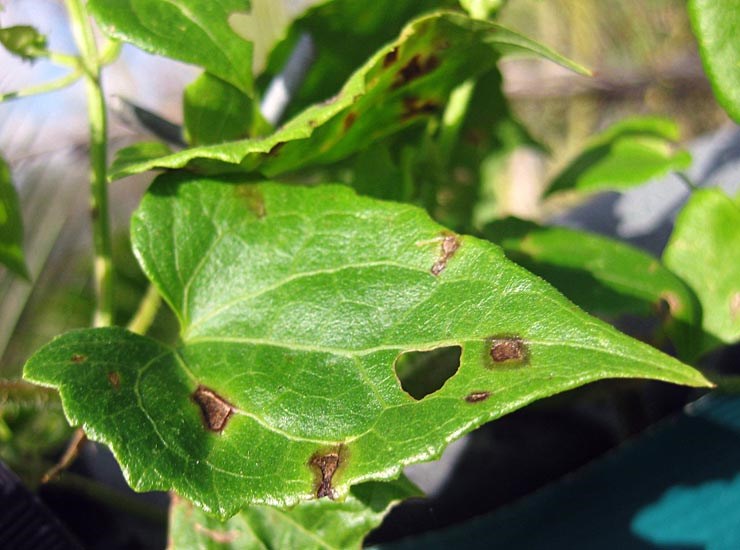 Natural enemy Mikania micrantha (bitter vine); natural enemy of M. micrantha. Septoria leaf spot (Septoria mikaniae-micranthae), symptoms on leaves, showing patchy damage.