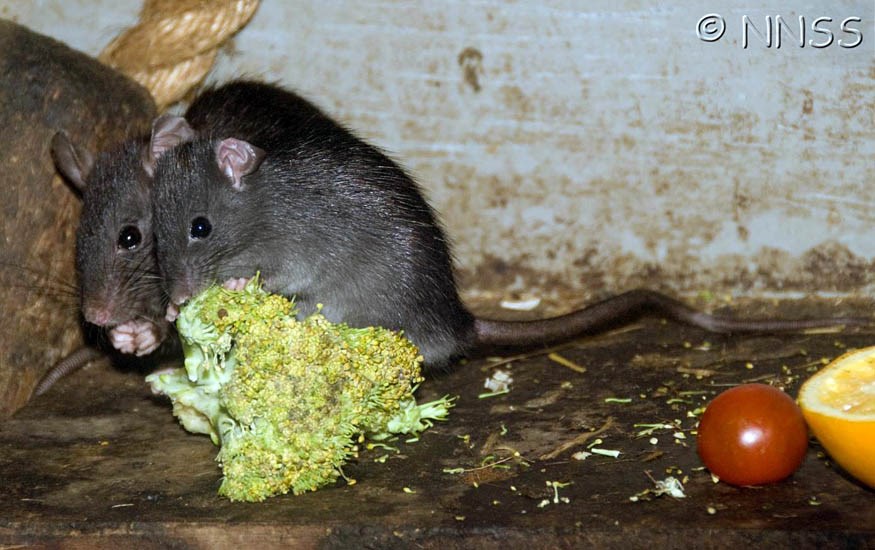Adults Rattus rattus (black rat); adults, amongst foodstuffs.