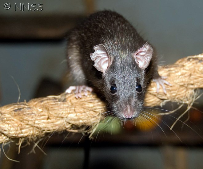 Adult Rattus rattus (black rat); adult, perched on a rope, showing agility.